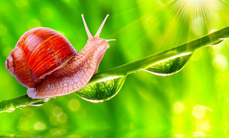 دیم پروژه‌ی رمزارز پایدار فیس‌بوک